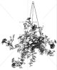 Hanging Petunia