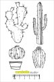 Cactus: Tampon A6