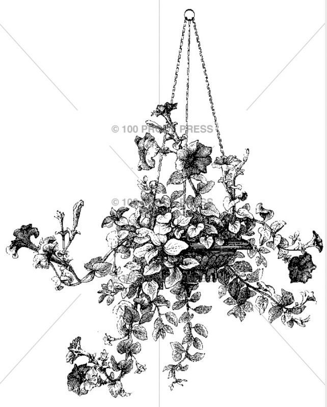 Hanging Petunia - Ciao*Carina