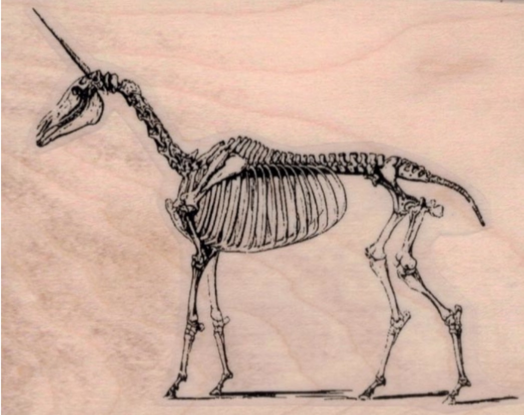Скелет единорога. Скелеты животных. Рисунки для срисовки скелет.